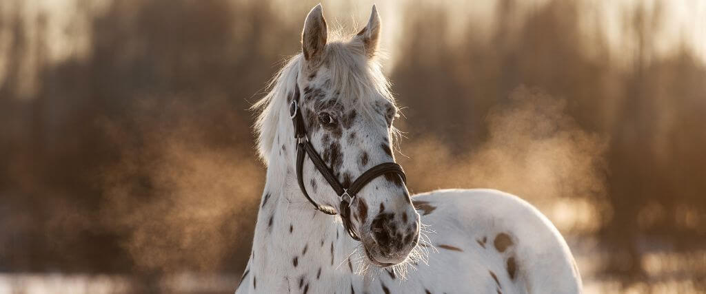 The Appaloosa Horse