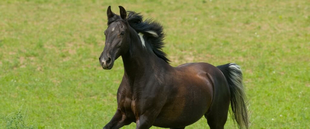 The Tennessee Walking Horse