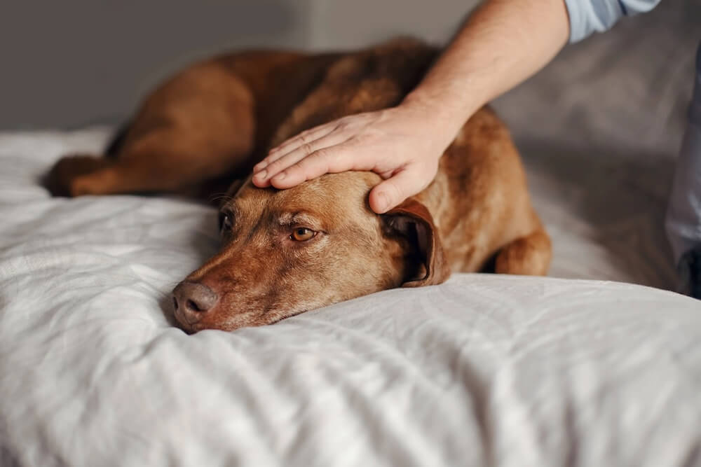 Comfort That Comes From Understanding Pet Cremation