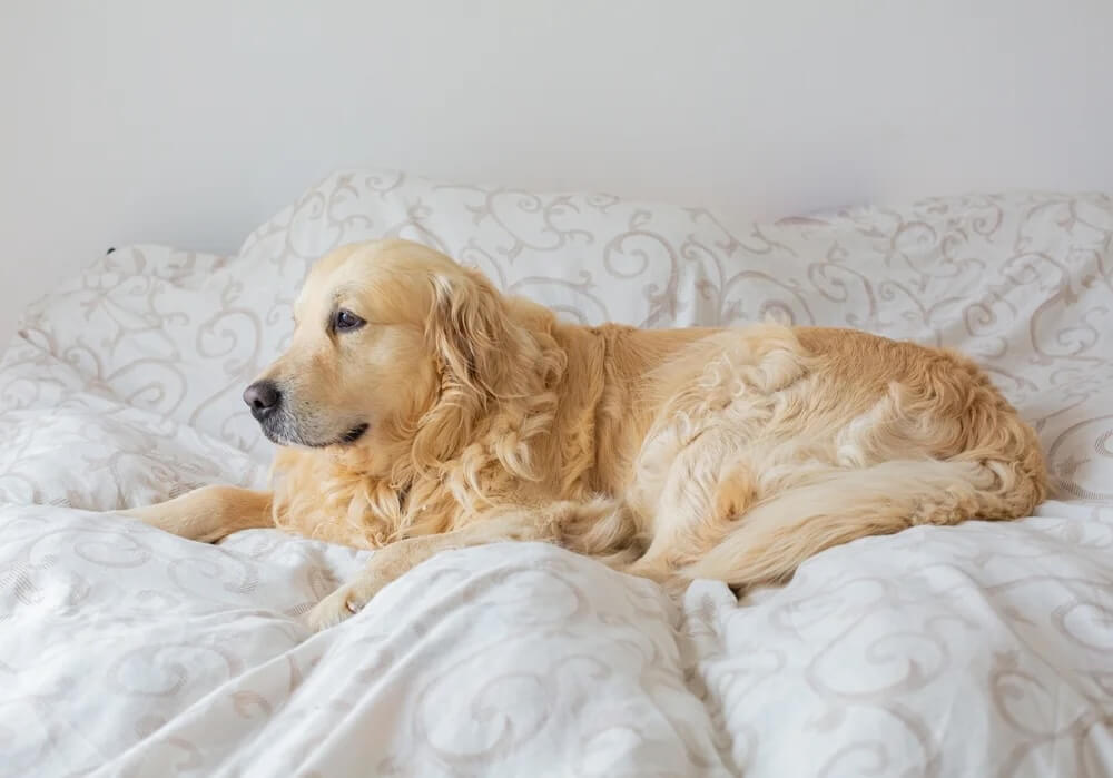 Do Dogs Feel Pain When Euthanized?