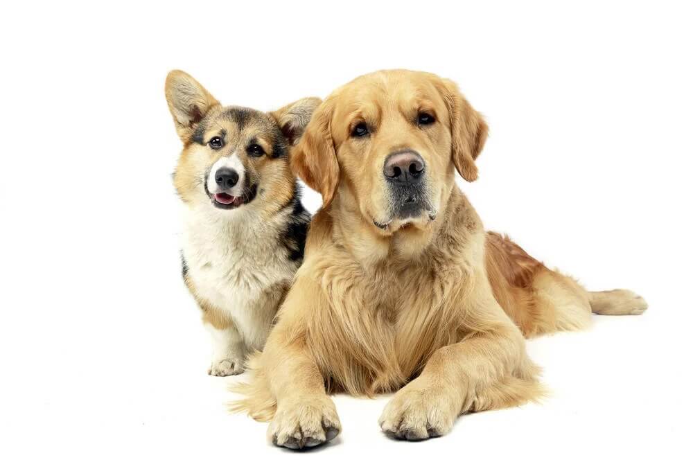Do Dogs Grieve Other Dogs?