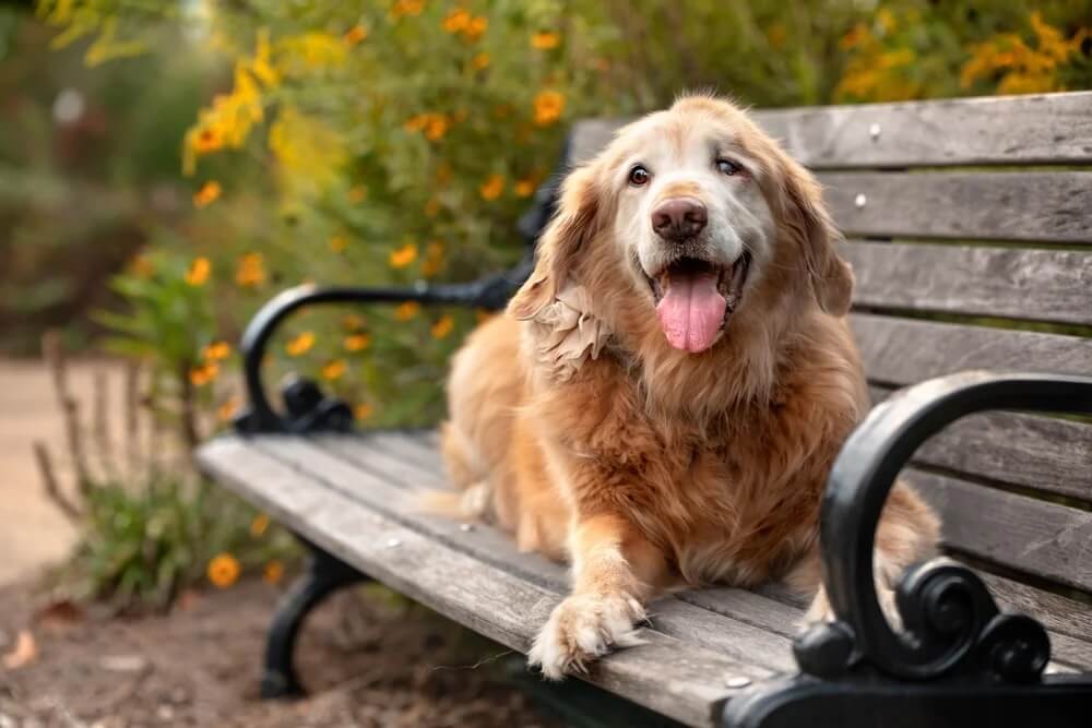 How to Choose the Best Burial Option for Your Pet