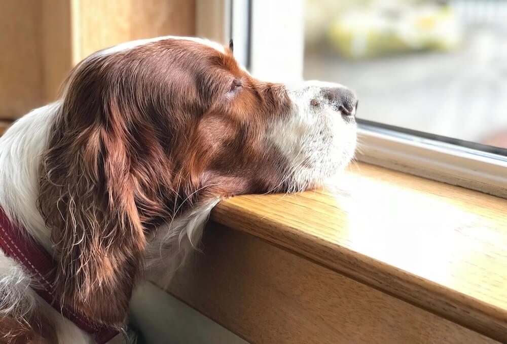 How to Comfort Your Grieving Animal
