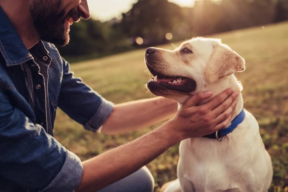 How To Prepare For Your Pet Being Euthanized