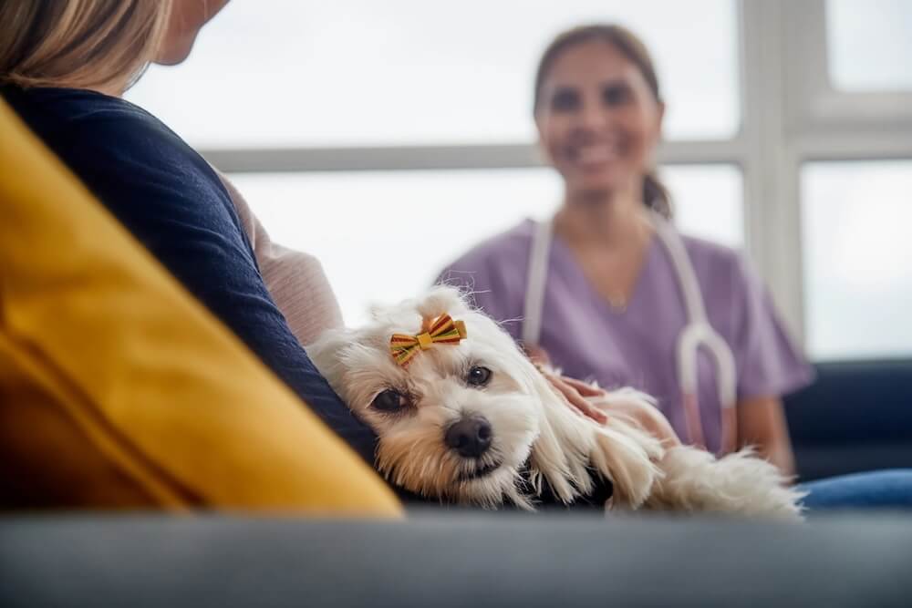 In-Home Pet Euthanasia vs. Veterinary Clinic