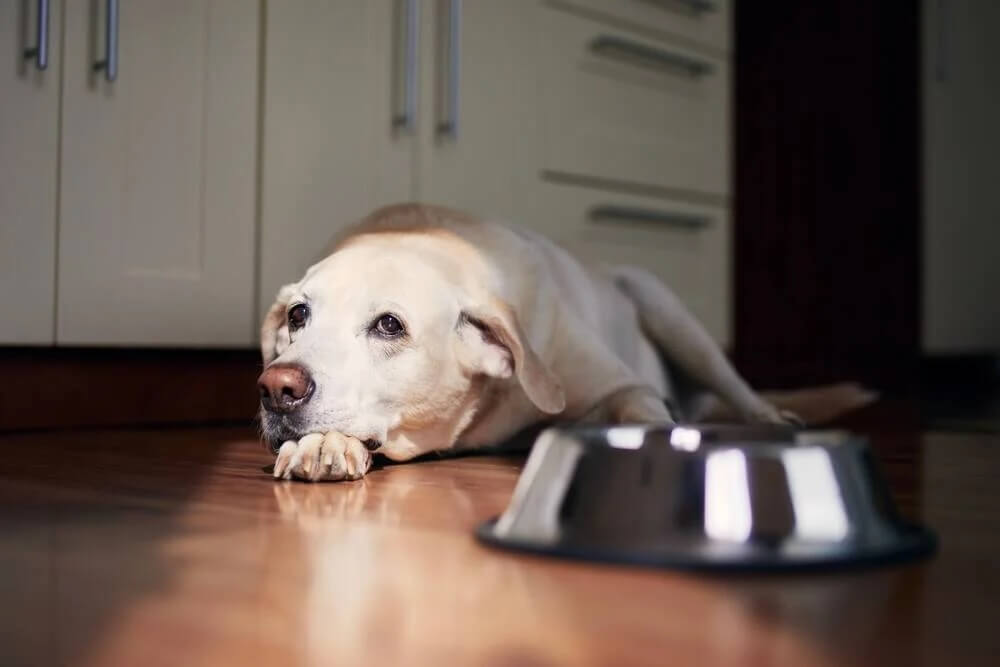 Senior Pet Care in New Jersey