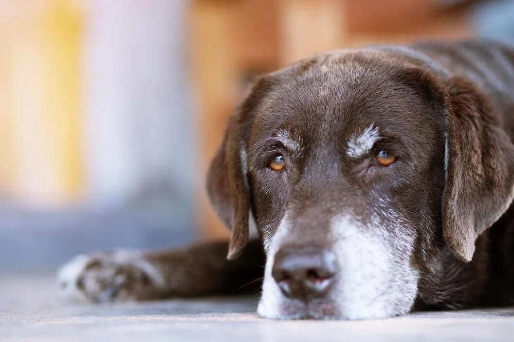 Ways to Cope With Grief After Losing a Pet