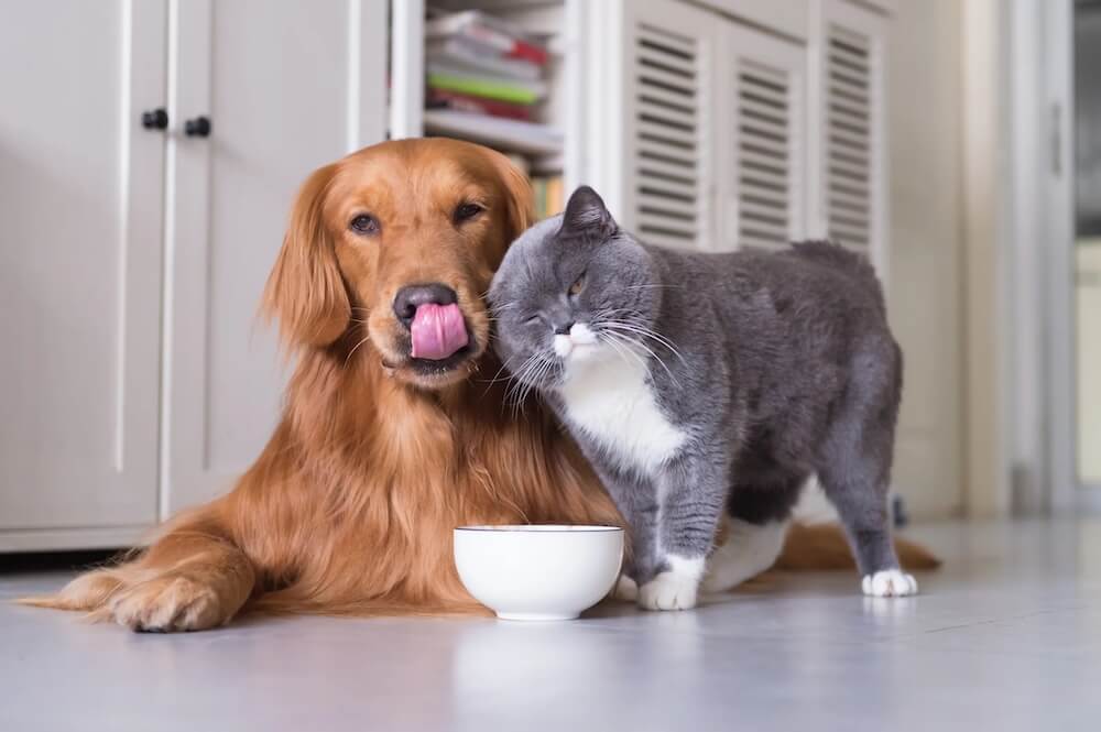 What Happens When Your Pet is Put to Sleep?