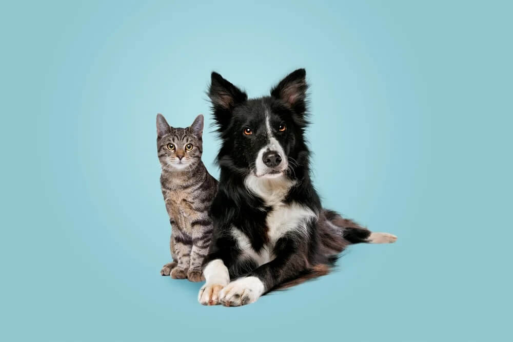 What Should You Know Before Euthanizing Your Pet?