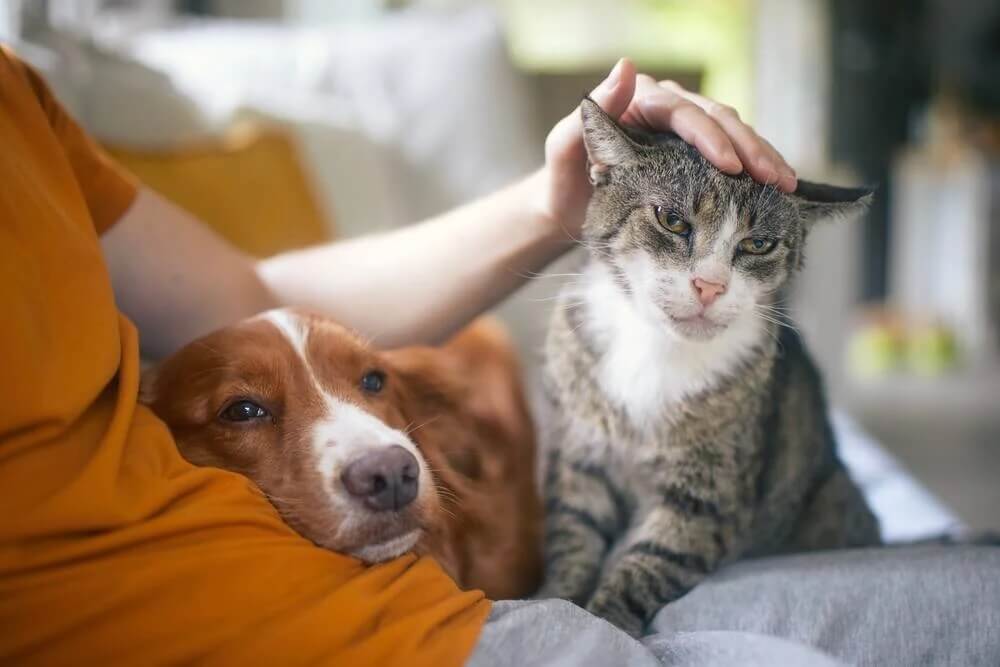 What to Expect During and After In-Home Euthanasia