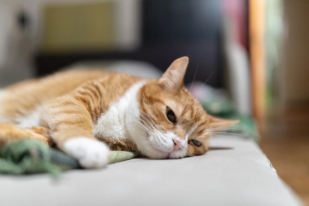 Why Pet Euthanasia Is Better Done at Home Than the Vet's Office