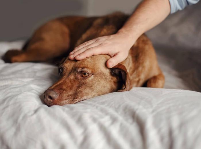 Comfort That Comes From Understanding Pet Cremation