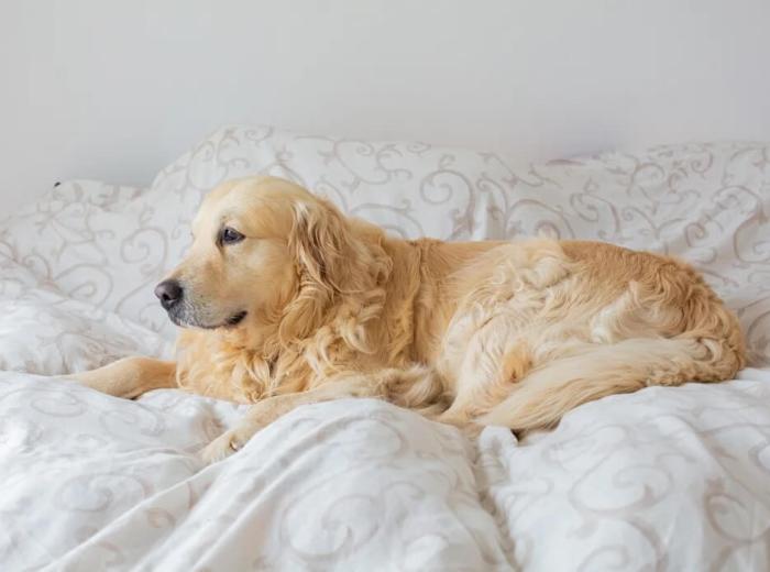 Do Dogs Feel Pain When Euthanized?