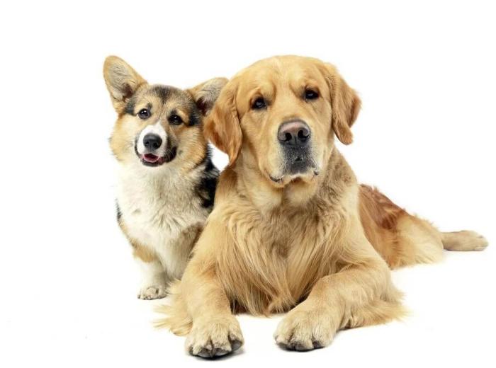 Do Dogs Grieve Other Dogs?