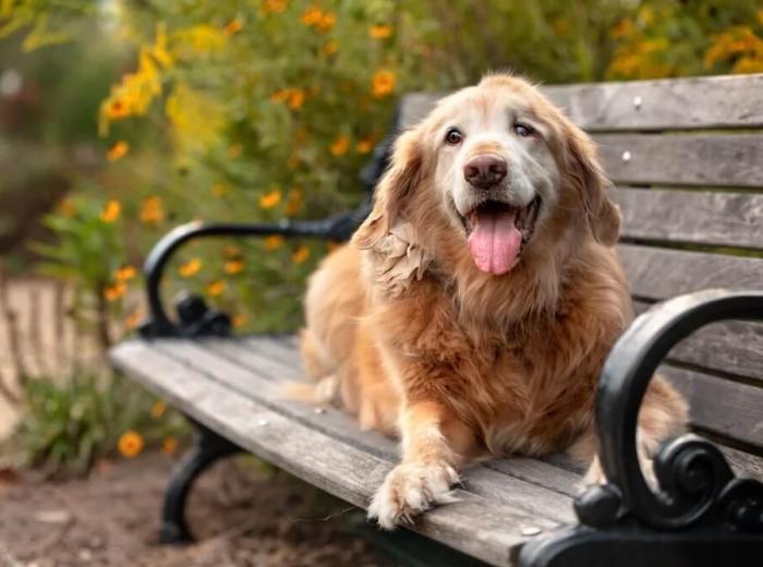 How to Choose the Best Burial Option for Your Pet