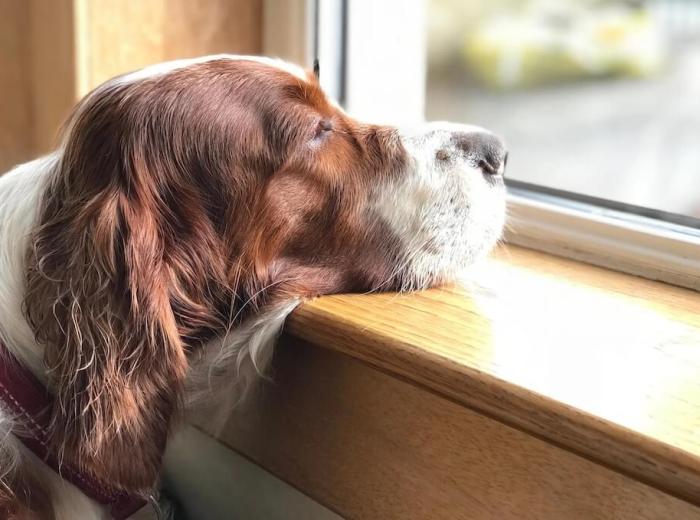 How to Comfort Your Grieving Animal