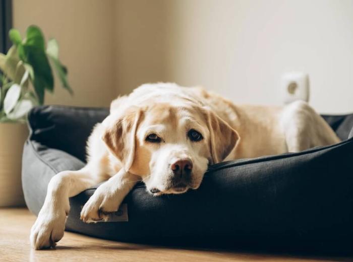 How to Prepare for Pet Euthanasia At Home