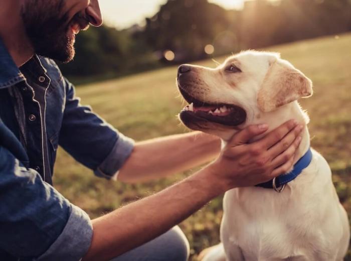 How To Prepare For Your Pet Being Euthanized
