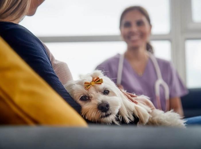 In-Home Pet Euthanasia vs. Veterinary Clinic