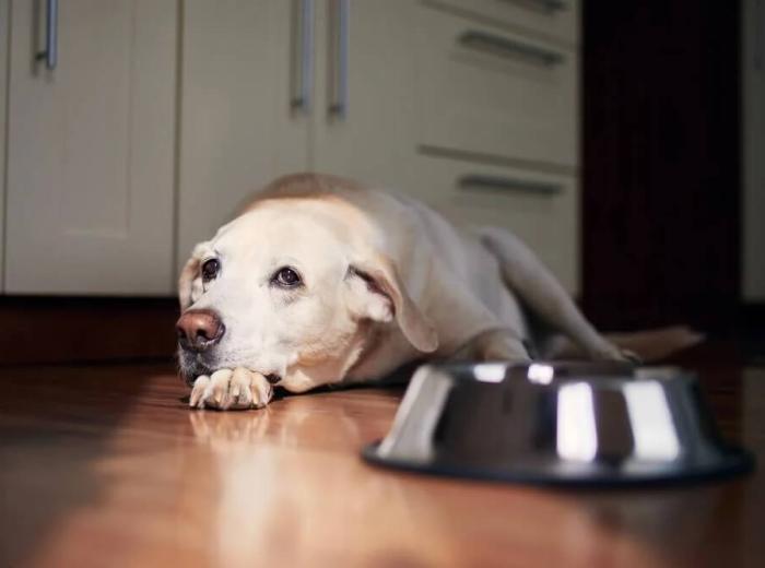 How to Tell If Your Senior Pet Is in Pain