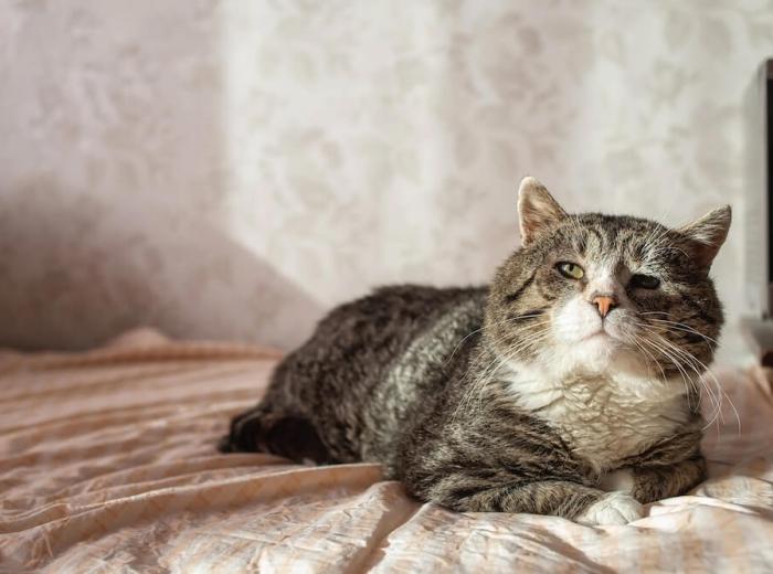 The Most Common Misconceptions About Pet Euthanasia