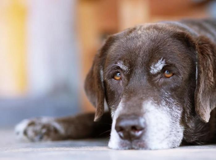 Ways to Cope With Grief After Losing a Pet