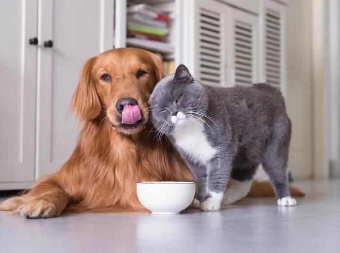 What Happens When Your Pet is Put to Sleep?
