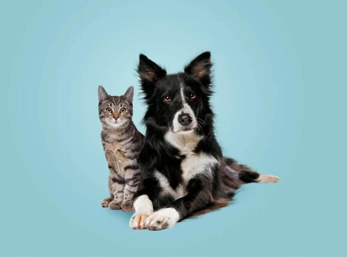 What Should You Know Before Euthanizing Your Pet?