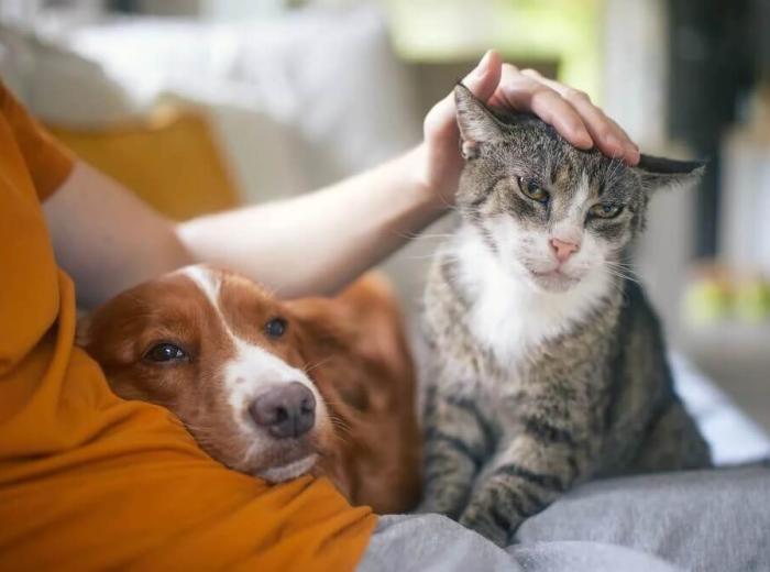What to Expect During and After In-Home Euthanasia