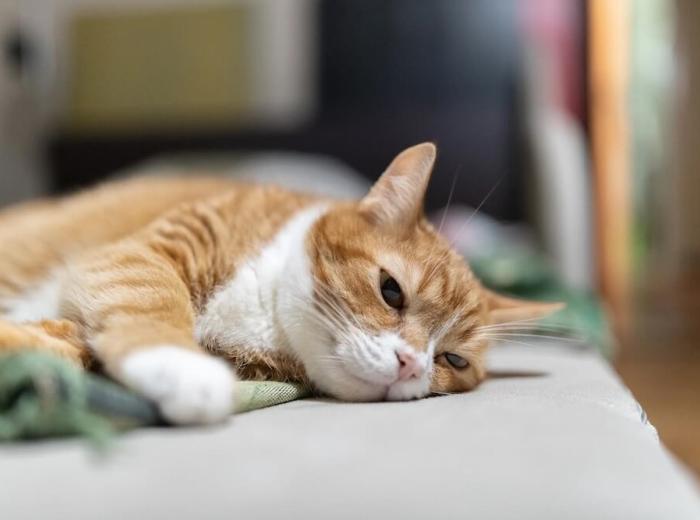 Why Pet Euthanasia Is Better Done at Home Than the Vet's Office